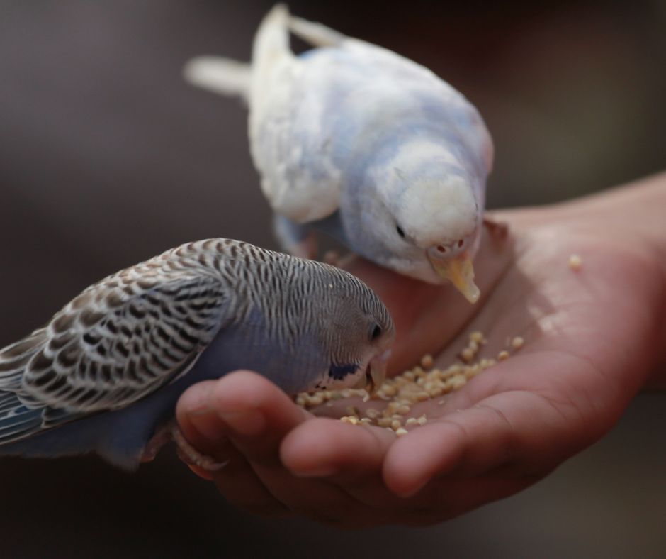 Avoid Overfeeding
