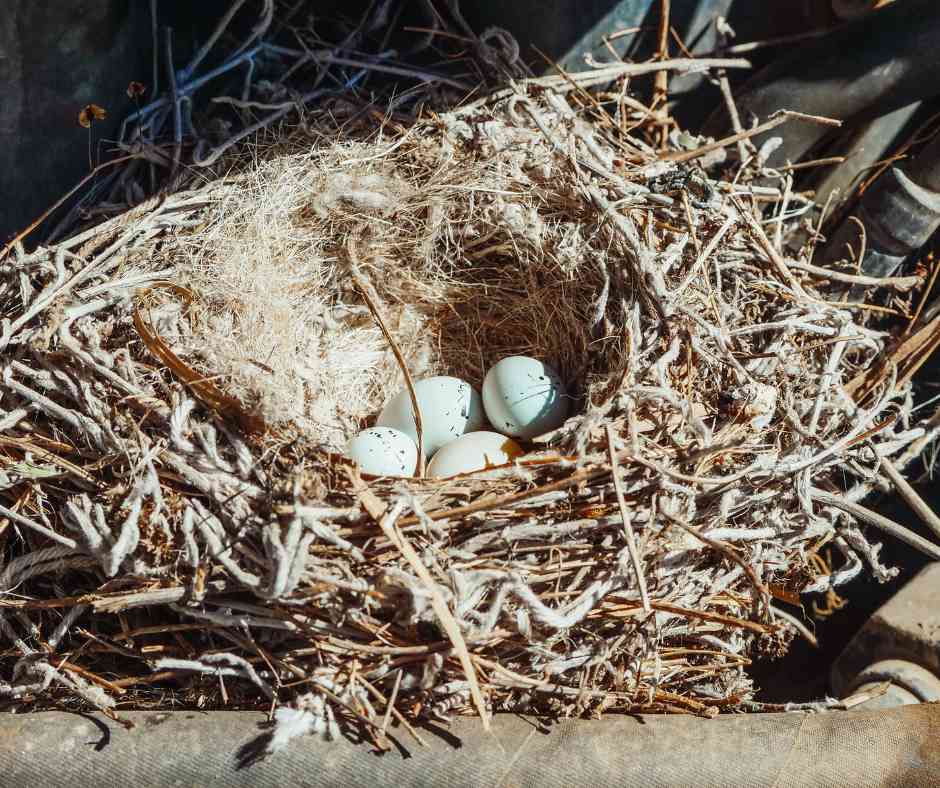 Bird Eggs in shades