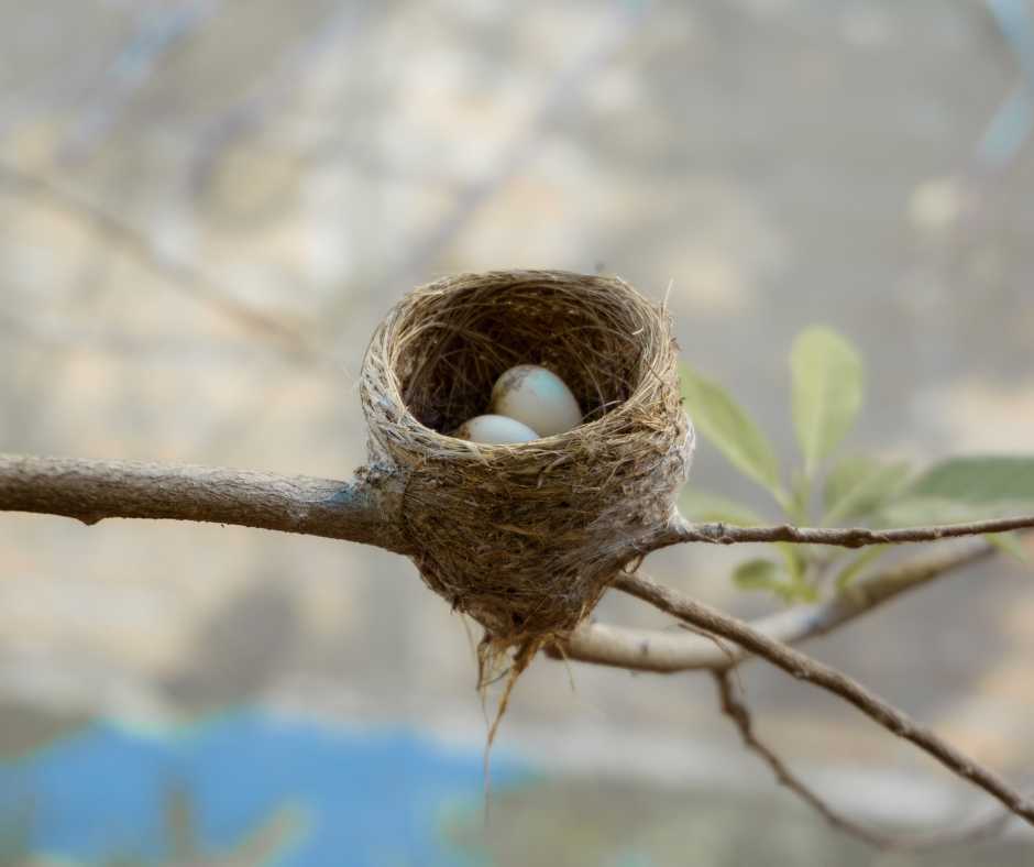 Bird Nests