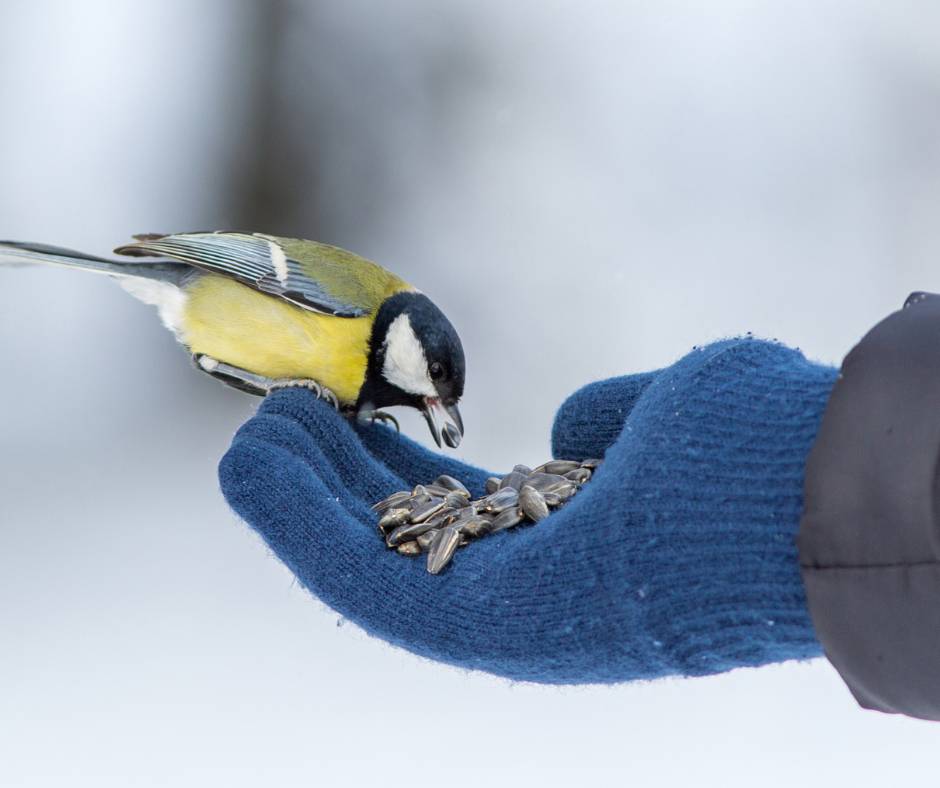 Bird's Favorite Treat