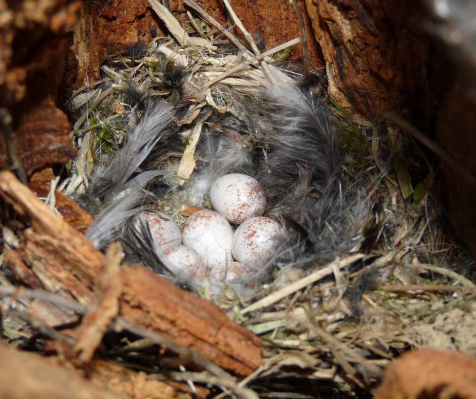 Blue Tits Nest
