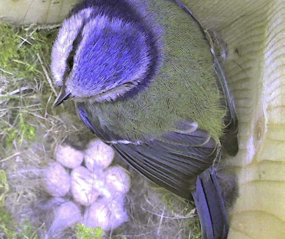 Blue tit Breed