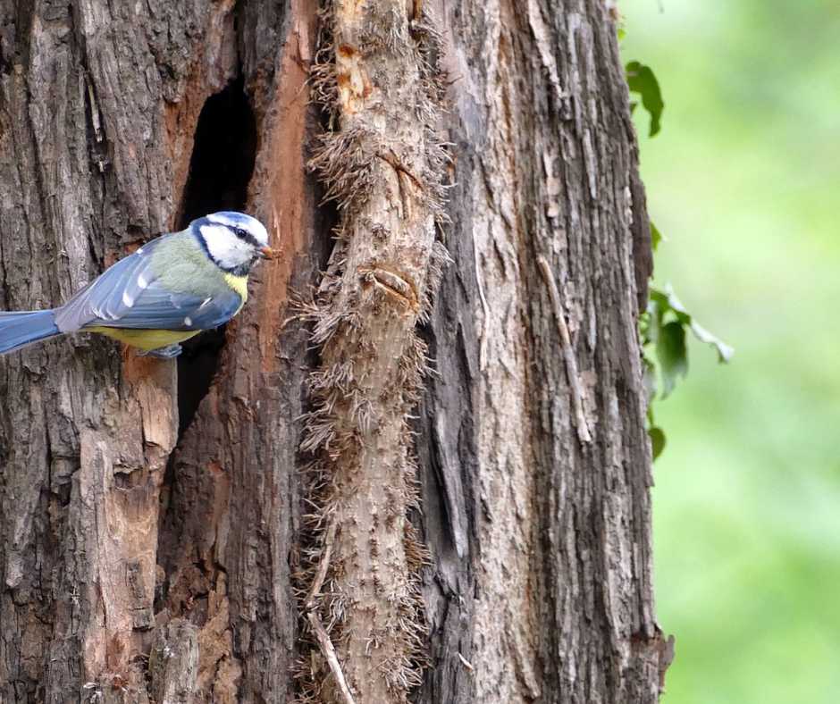 Blue tit nest