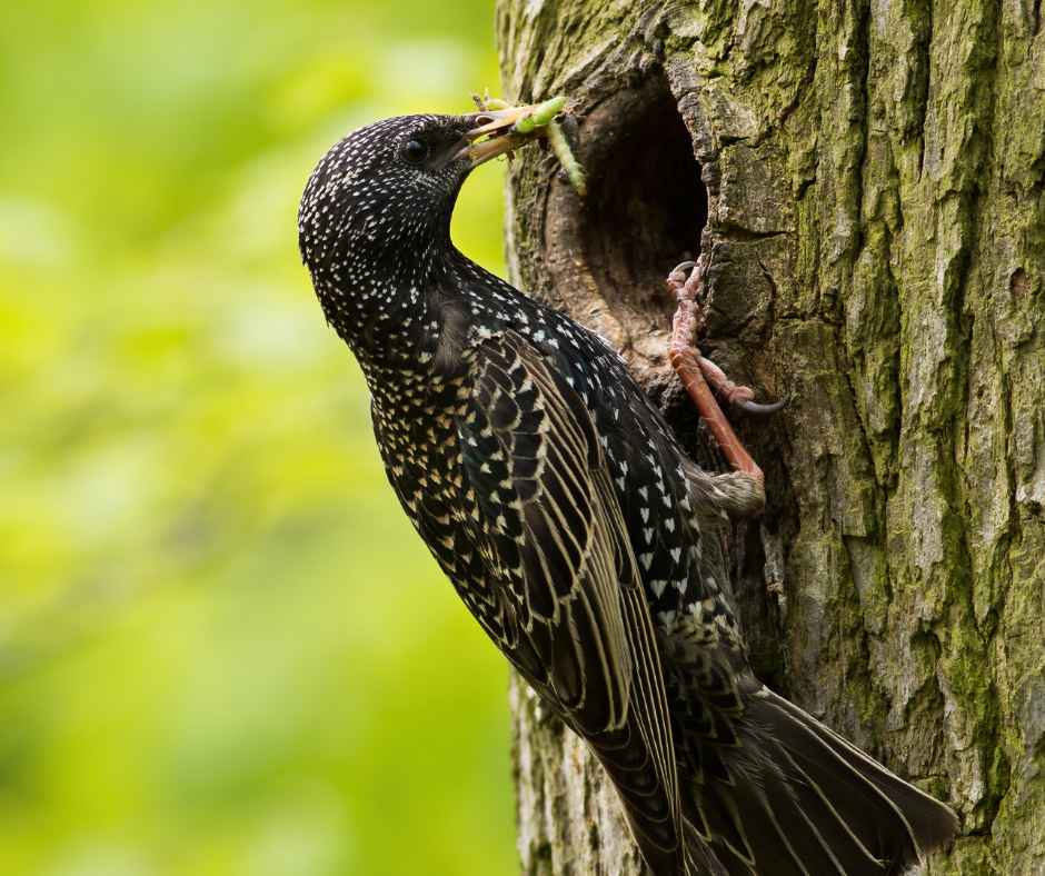 Cavity Nest