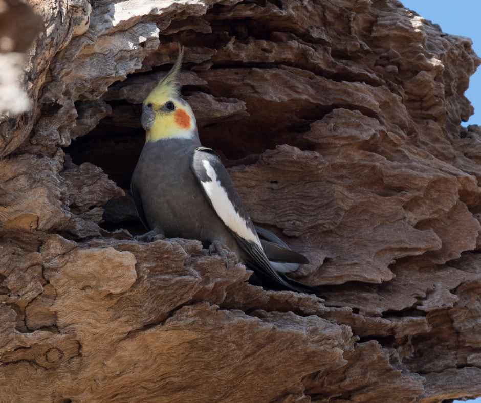 Cockatiels Create Their Nests