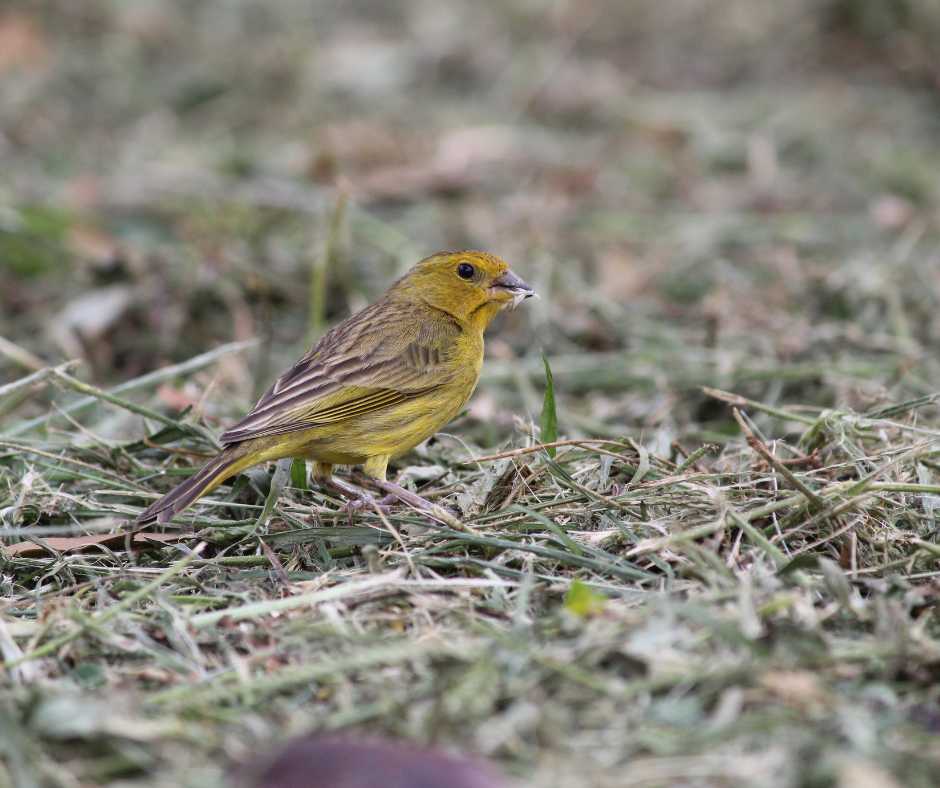 Collect materials for nesting