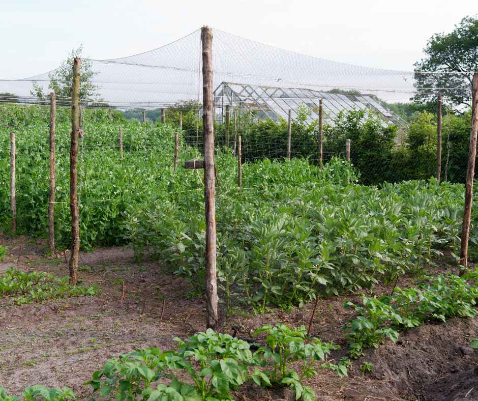 Crop Cage