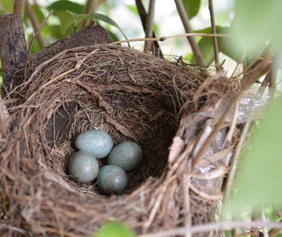 Cup Nest