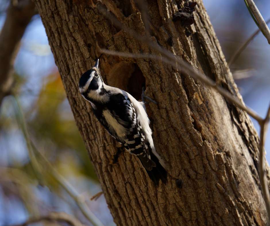 Downy woodpecker nesting