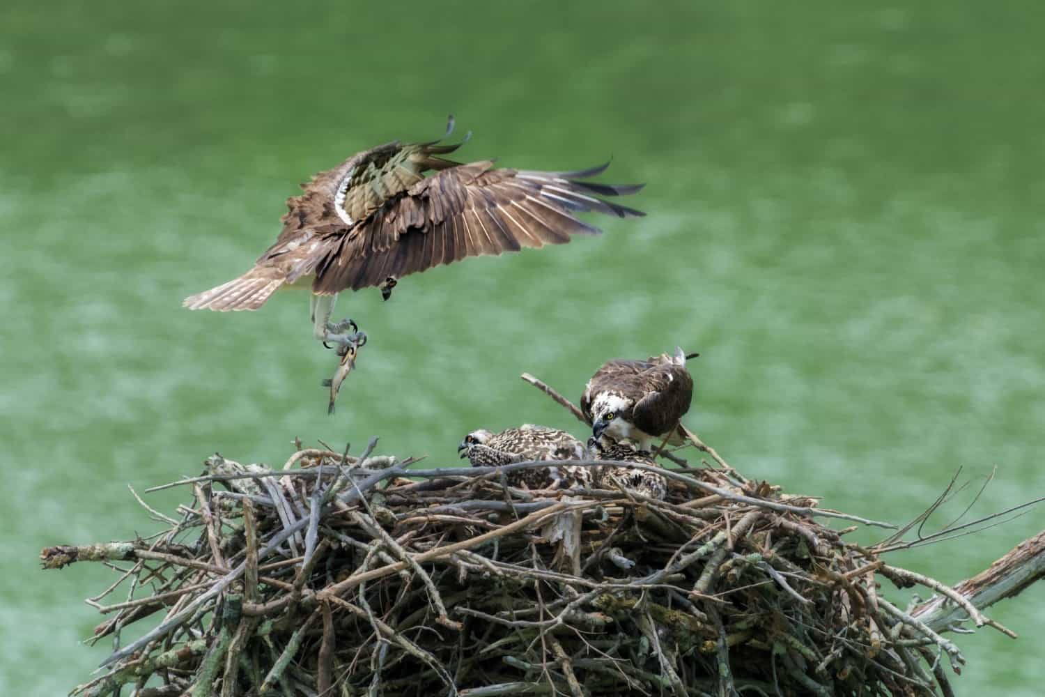 the-surprising-truth-do-birds-reuse-nests-year-after-year