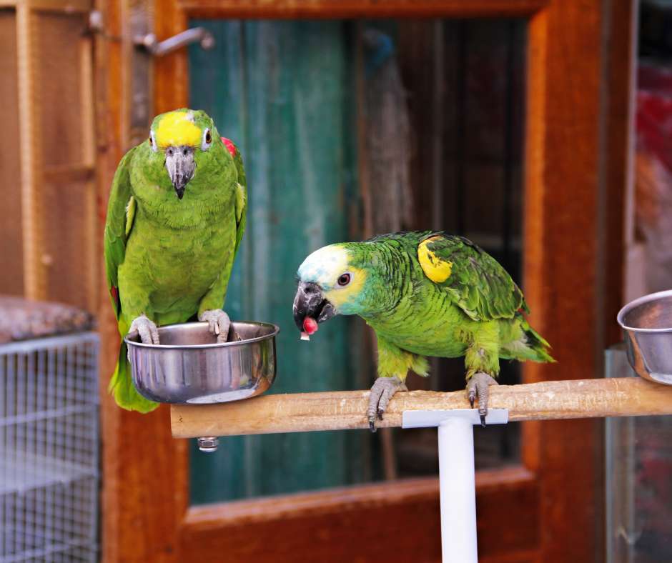Food Bowls