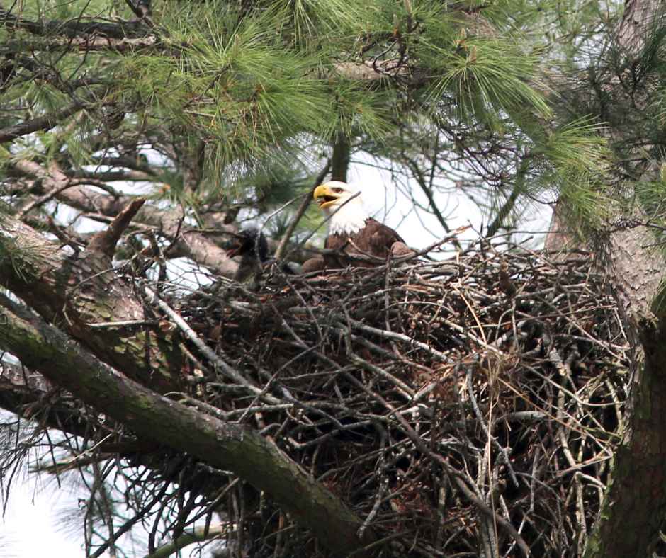Giant Nest
