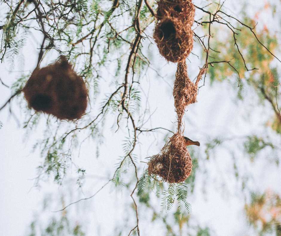 House Finch Nest