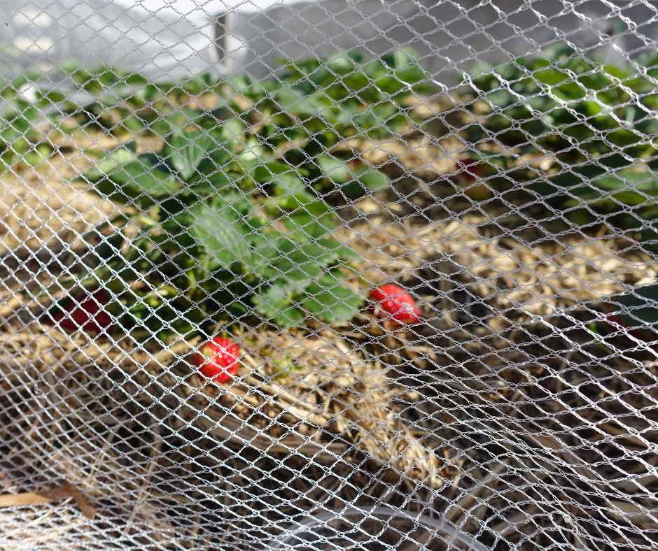 Netting Bird