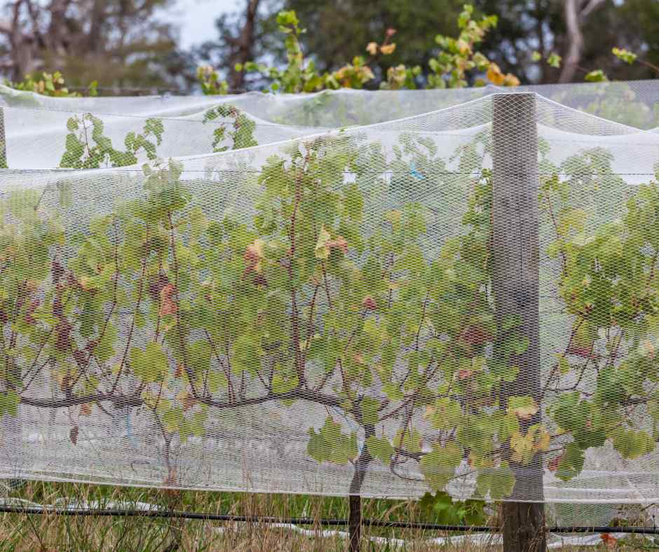 Netting type