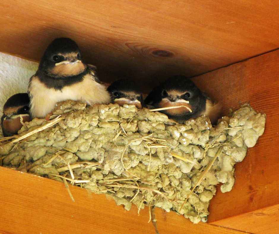 Pellet Nest