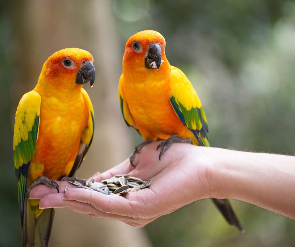 Understanding Parrot's behavior