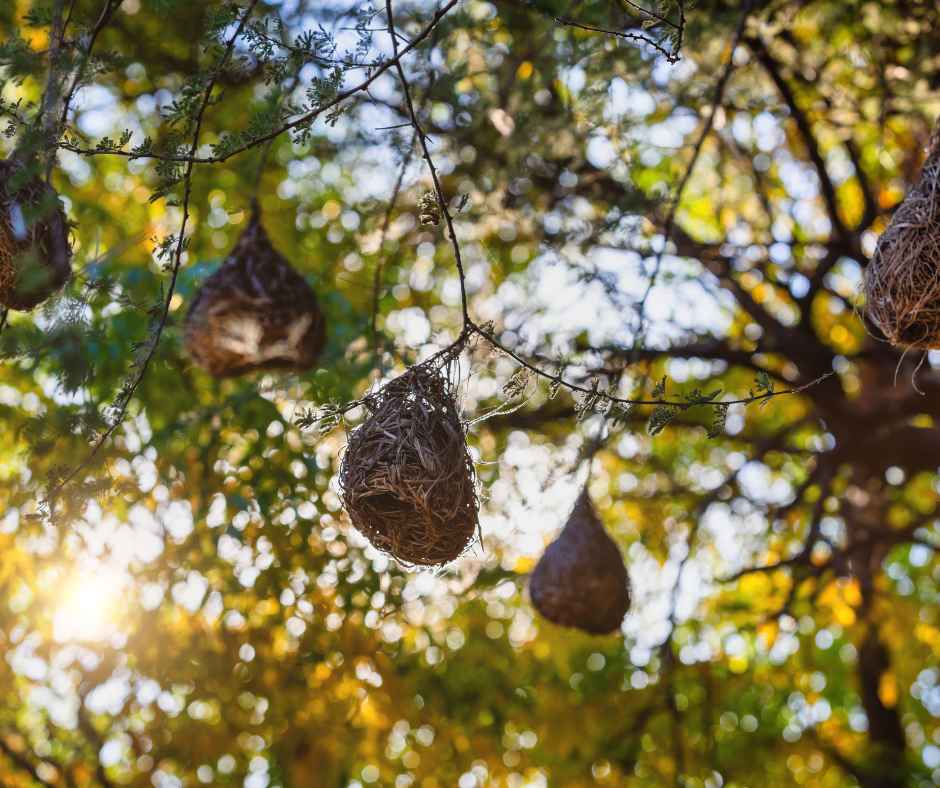 Woven nest