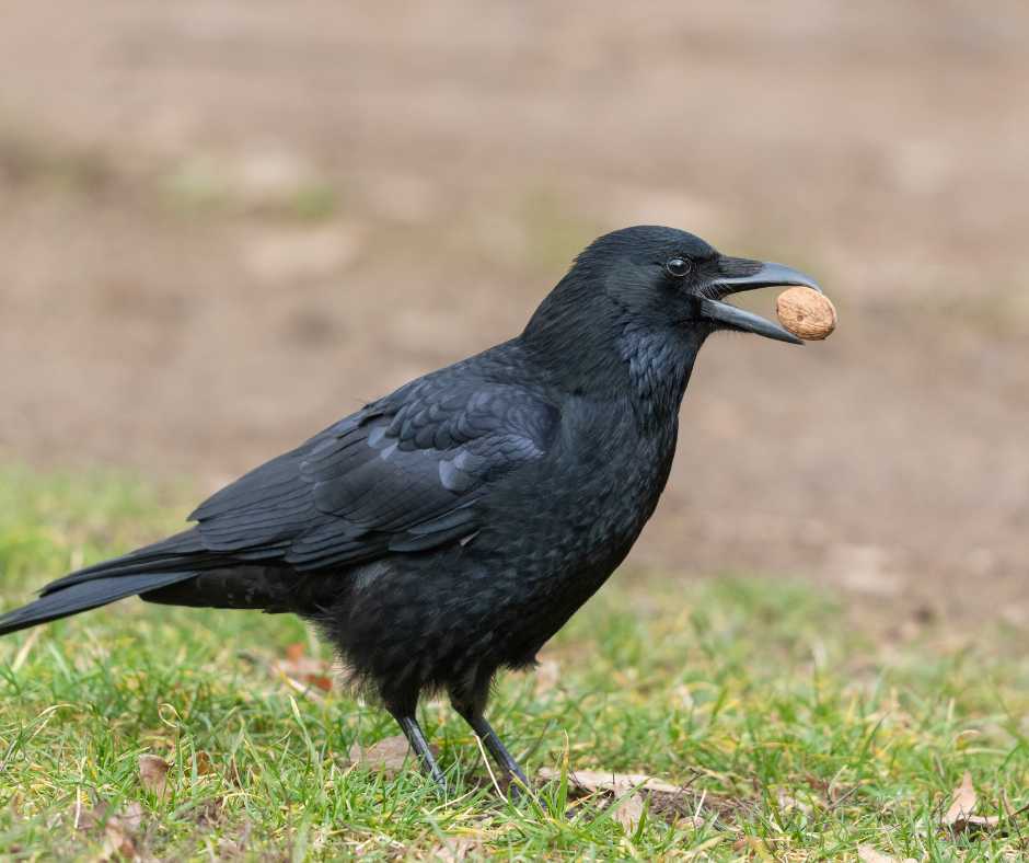 crows eating plant