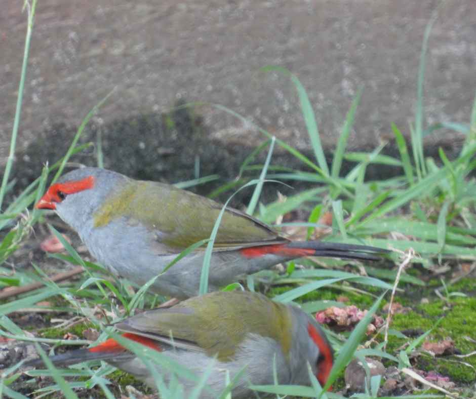 finches eating seed