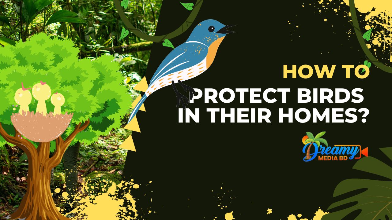 3 Easy Tips To Protect Birds In Their Homes For Beginners