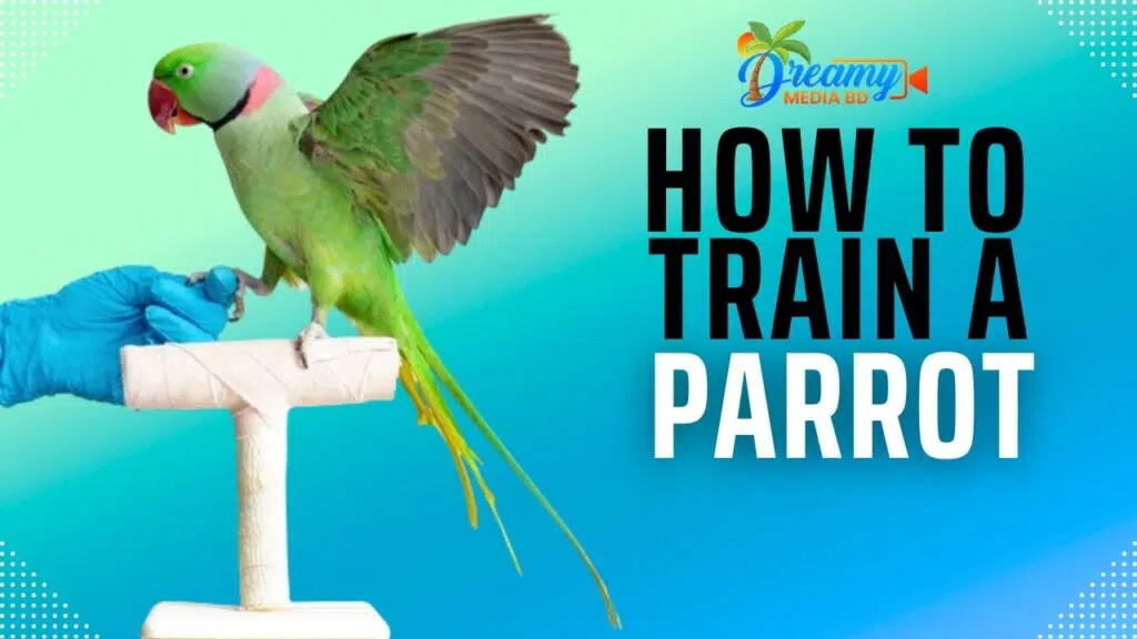 Beginner parrot fashion