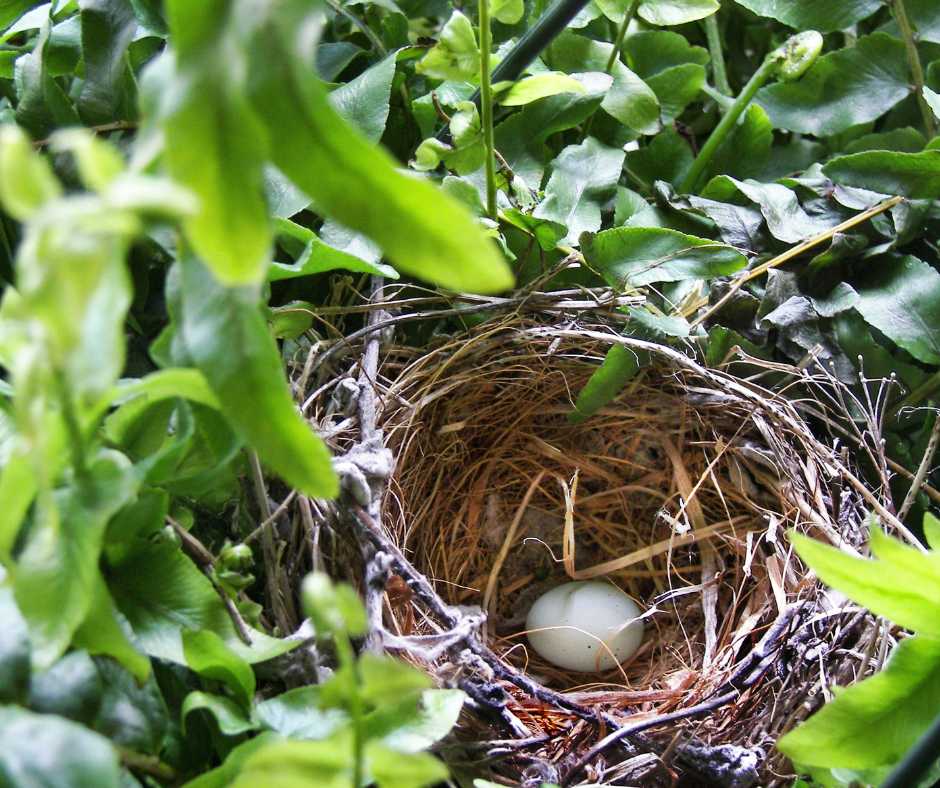 purple finch egg
