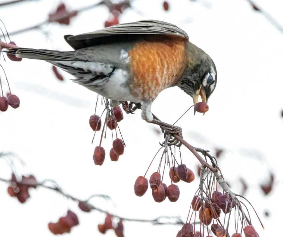 robins eating fruit