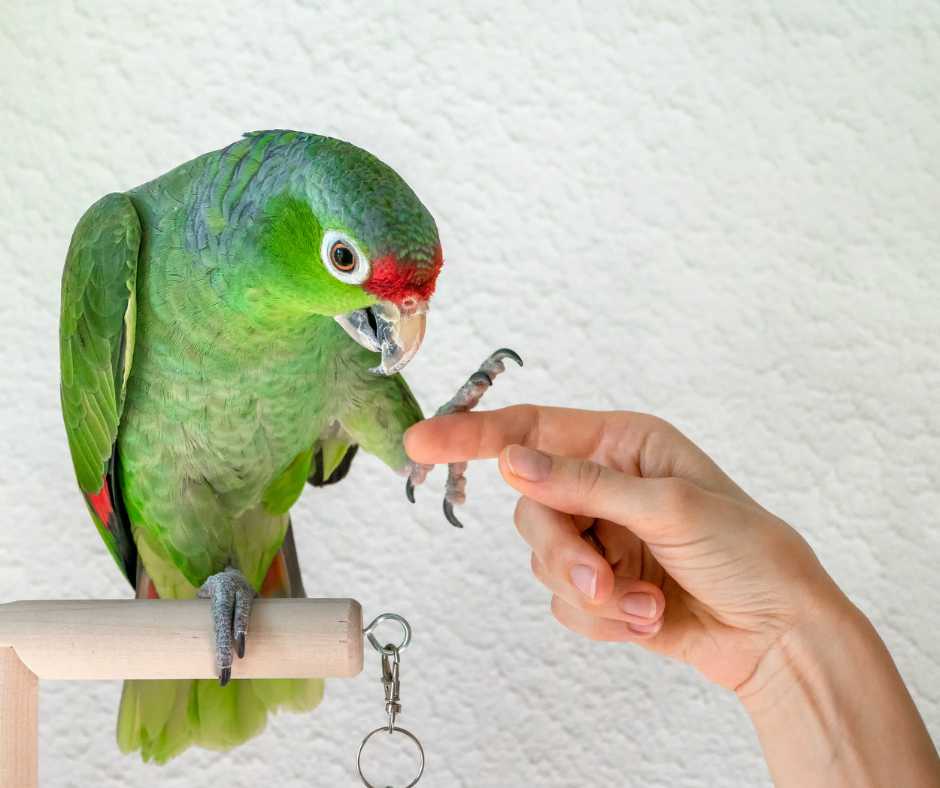training a parrot