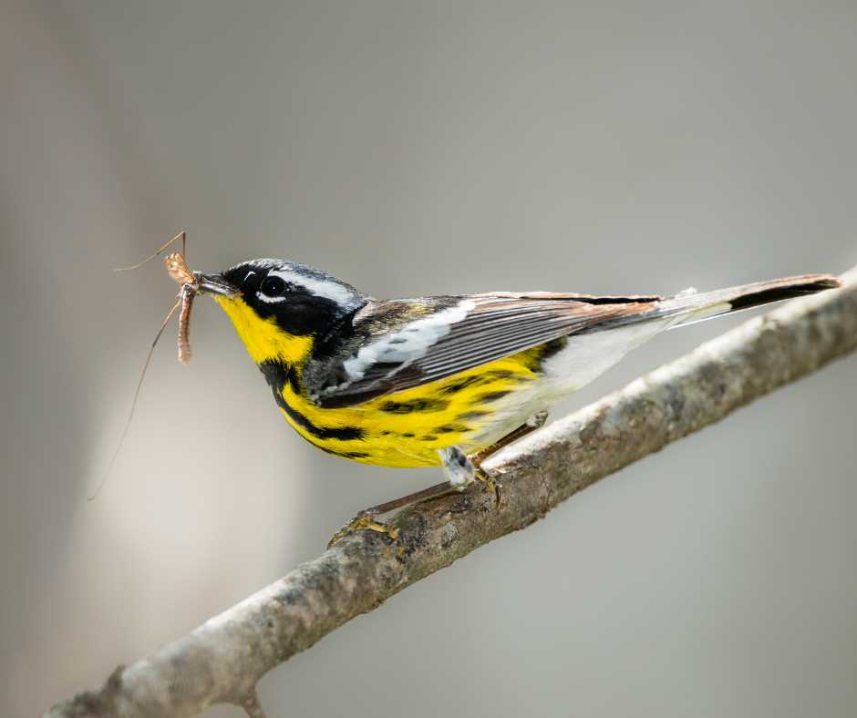 warblers eating insect