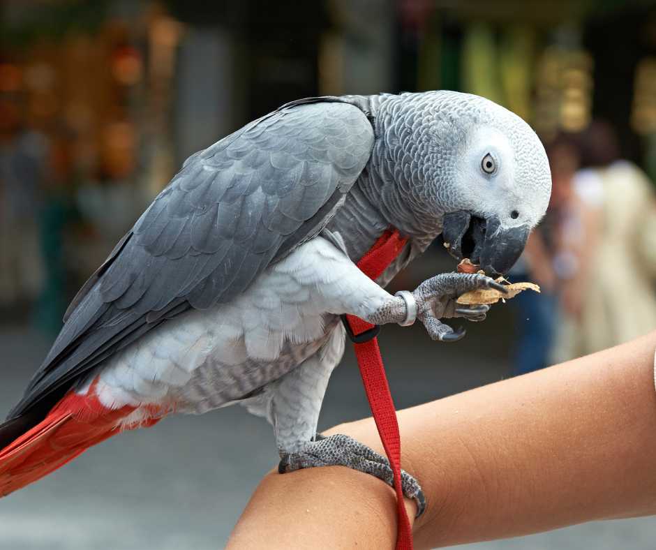 Advanced Bird Care