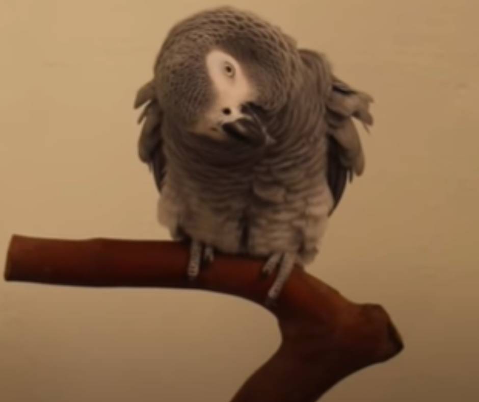 African Greys Potty time