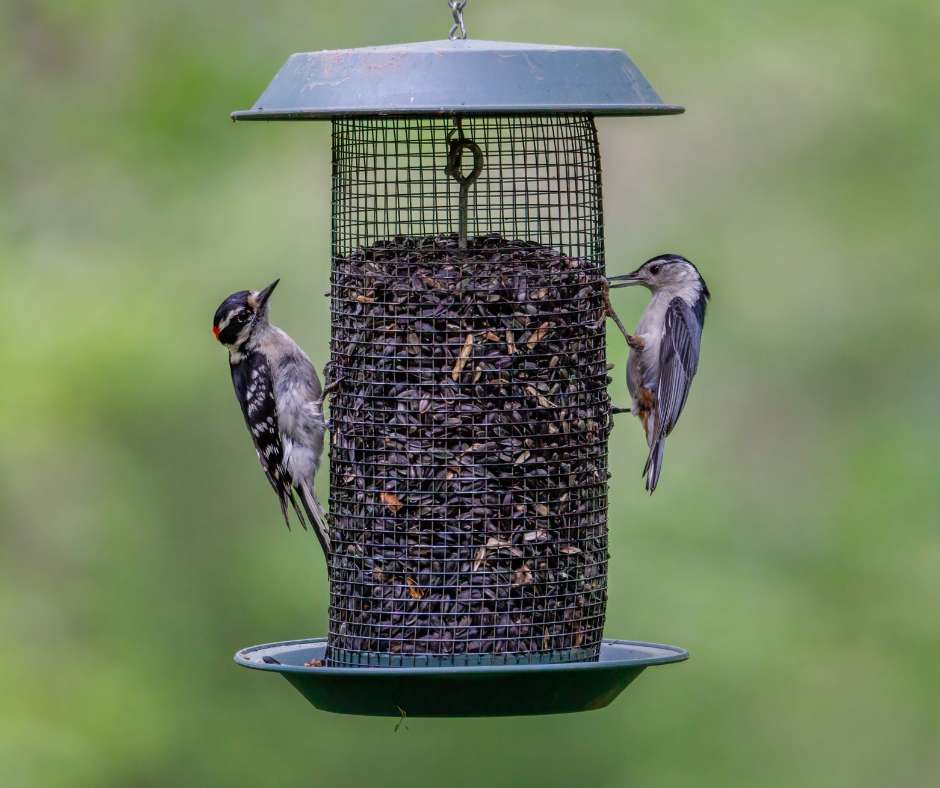 Bird Feeder
