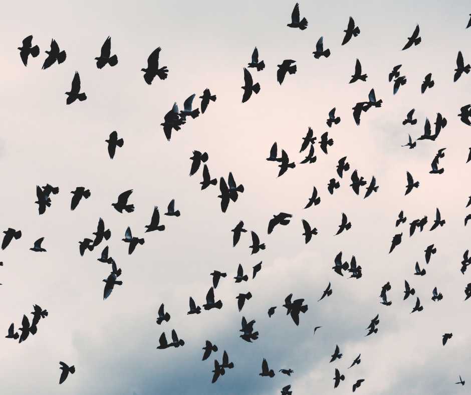 Bird-Friendly World