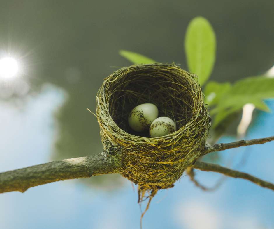 Bird Nesting