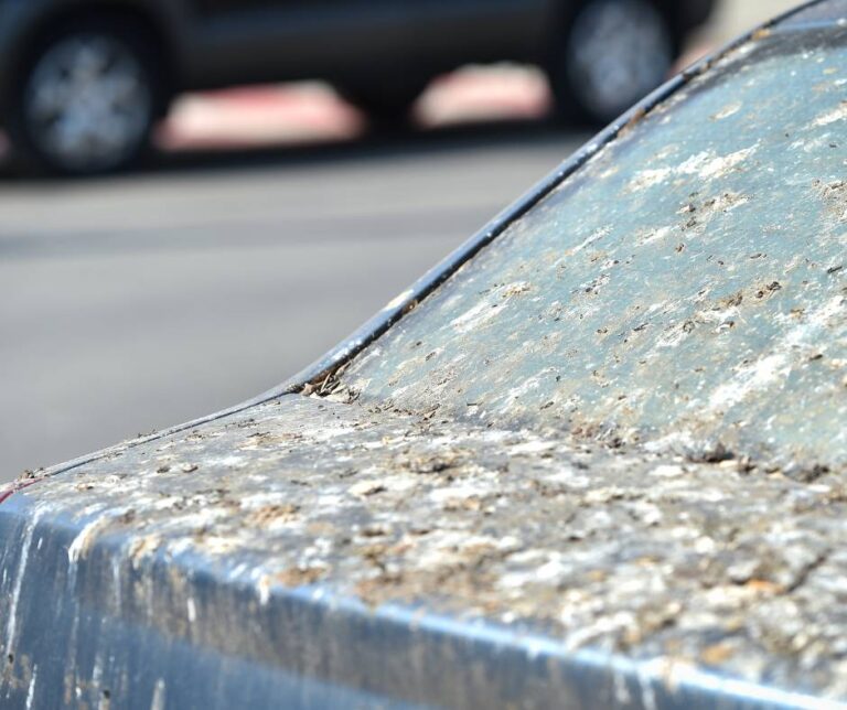 Easy 10Step Guide How to Clean Bird Poop Off Car