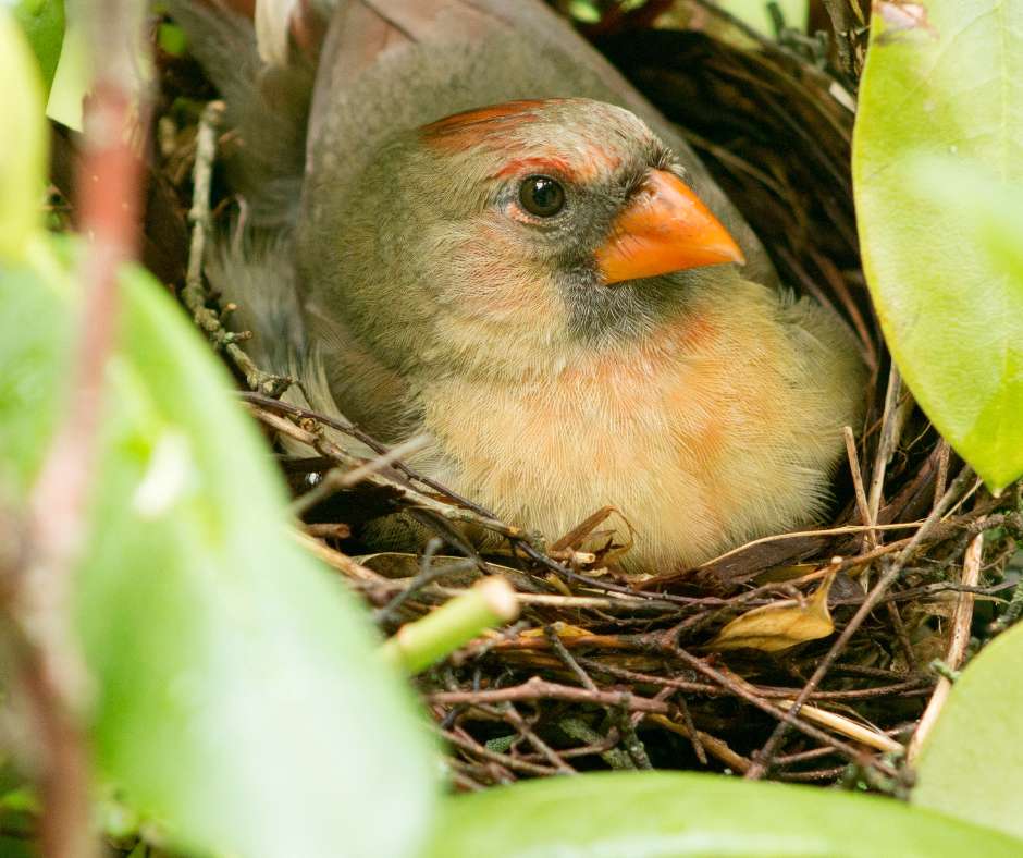 Cardinal Nests