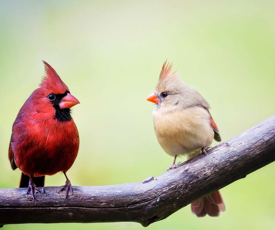 Cardinal Phenology