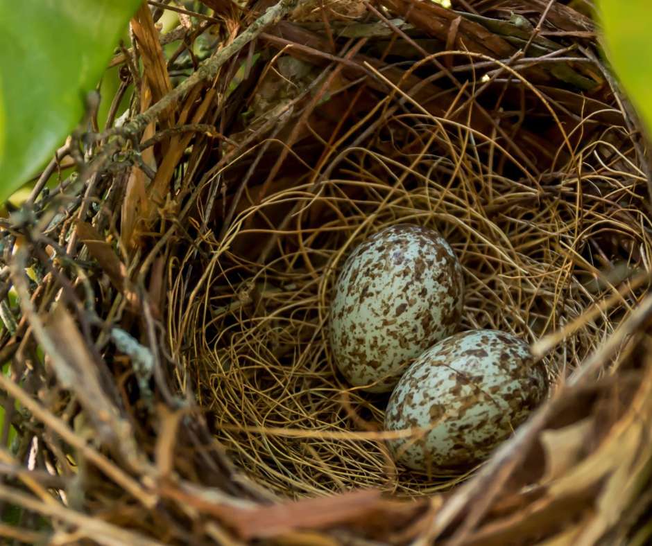 Cardinal eggs