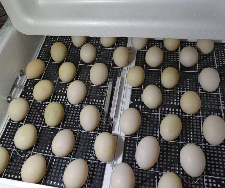 Duck Incubation