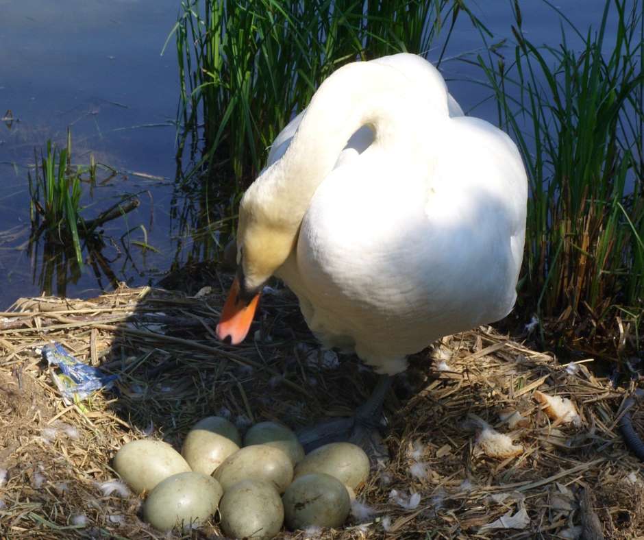 Ducks Kick Eggs