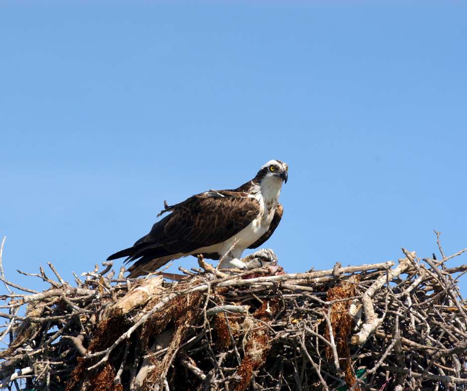 How Big Are Osprey Nests