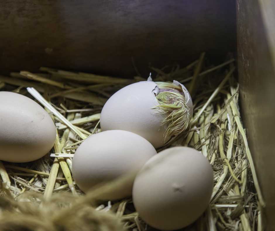 Mallard eggs