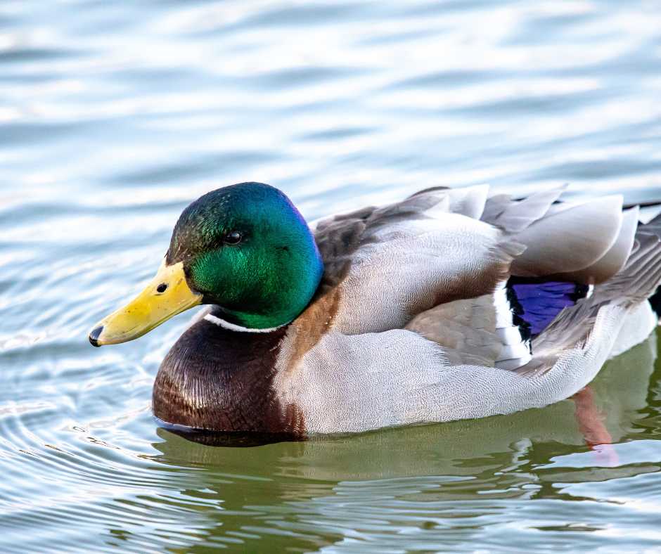 Mallard in lakes