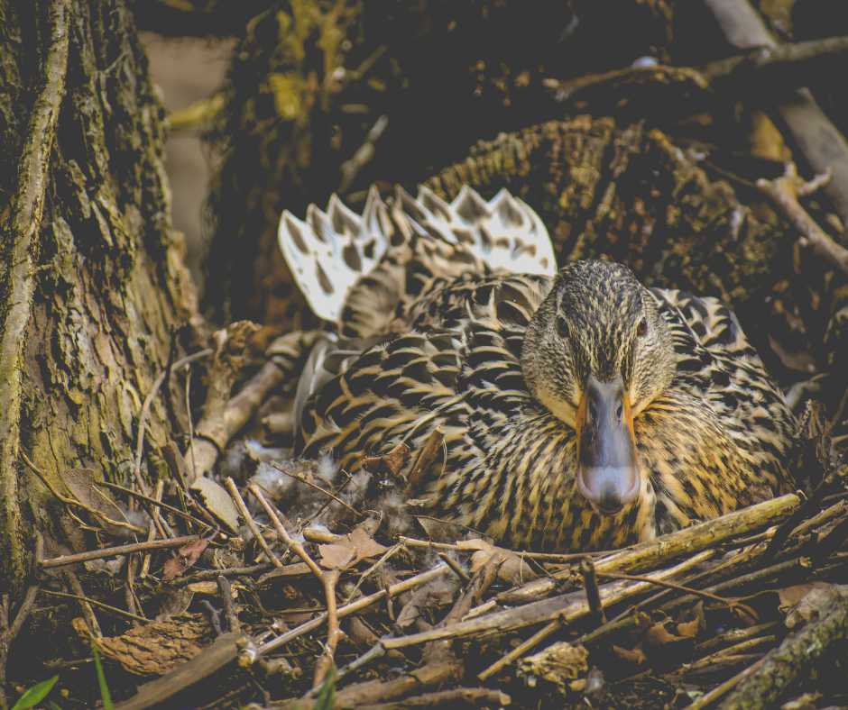 Mallard nest