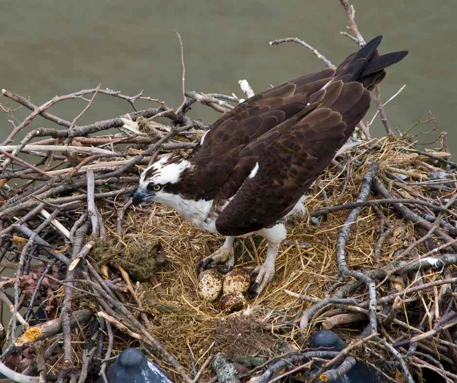 Osprey eggs