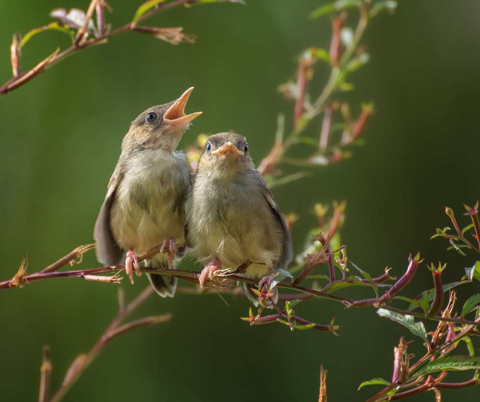 Plants for Birds