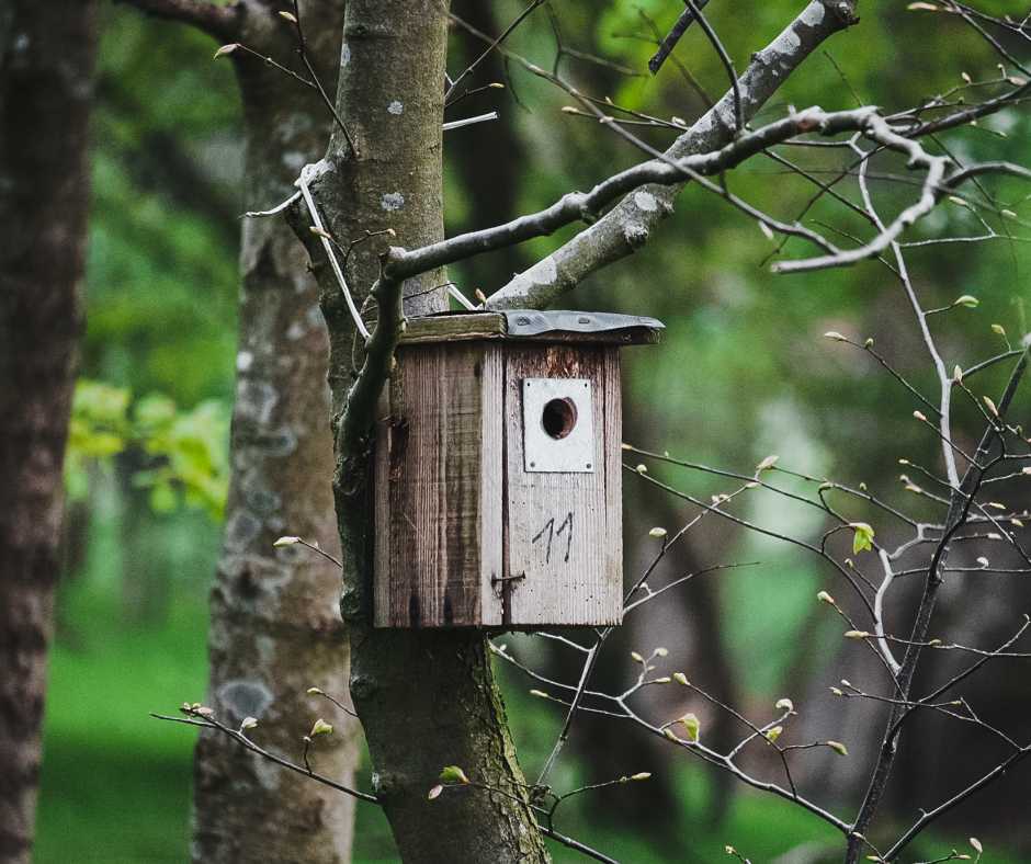 Roost Box