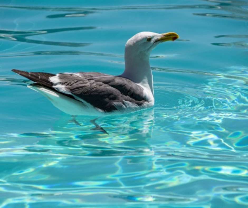 Seagull In Pool
