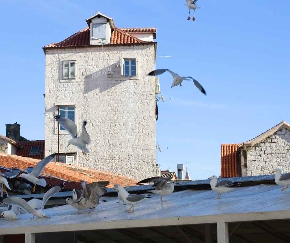 Seagulls in town